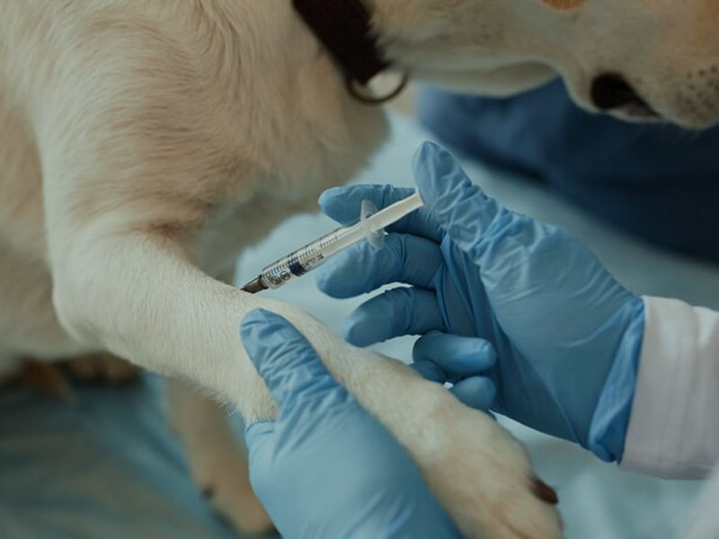 AIM Vaccine publikuje najnowsze dane przedkliniczne dotyczące szczepionki mRNA przeciwko wściekliźnie w „szczepionkach npj”: potrzebne są tylko dwie dawki, aby zapewnić 100% bezpieczną i skuteczną ochronę immunologiczną